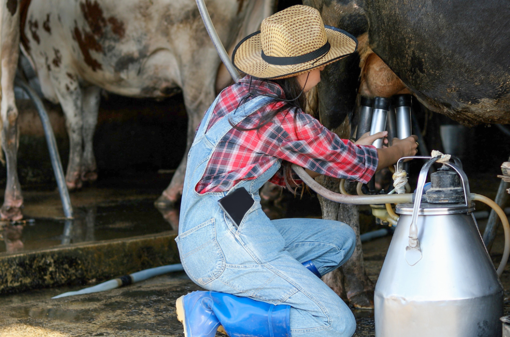 Tu empleo ideal está aquí como ordeñadores de vacas